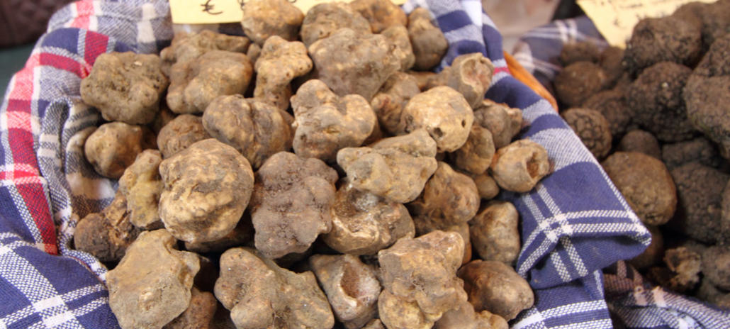 Immagine di presentazione: 40ª Fiera del Tartufo e del Miele a Casteggio